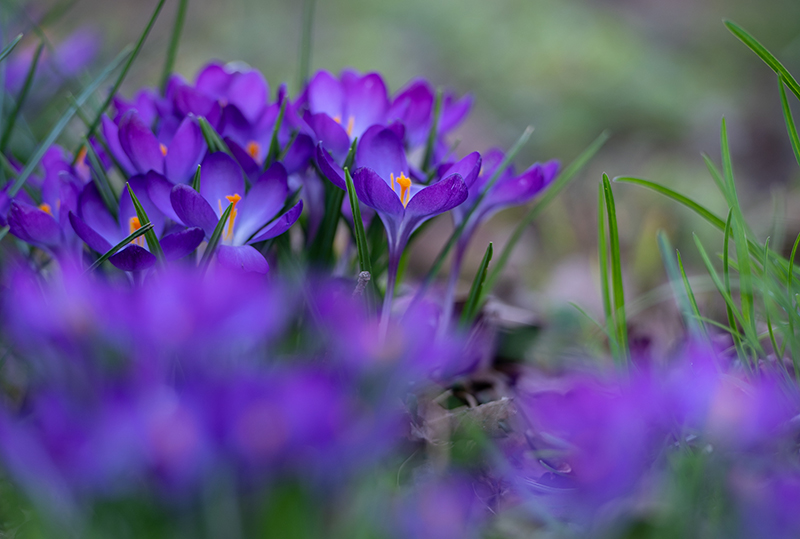 Frühlingsmüdigkeit nach Winterblues